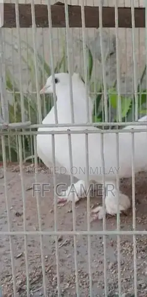 White Female Lacca Pigeon - 10 Months Old