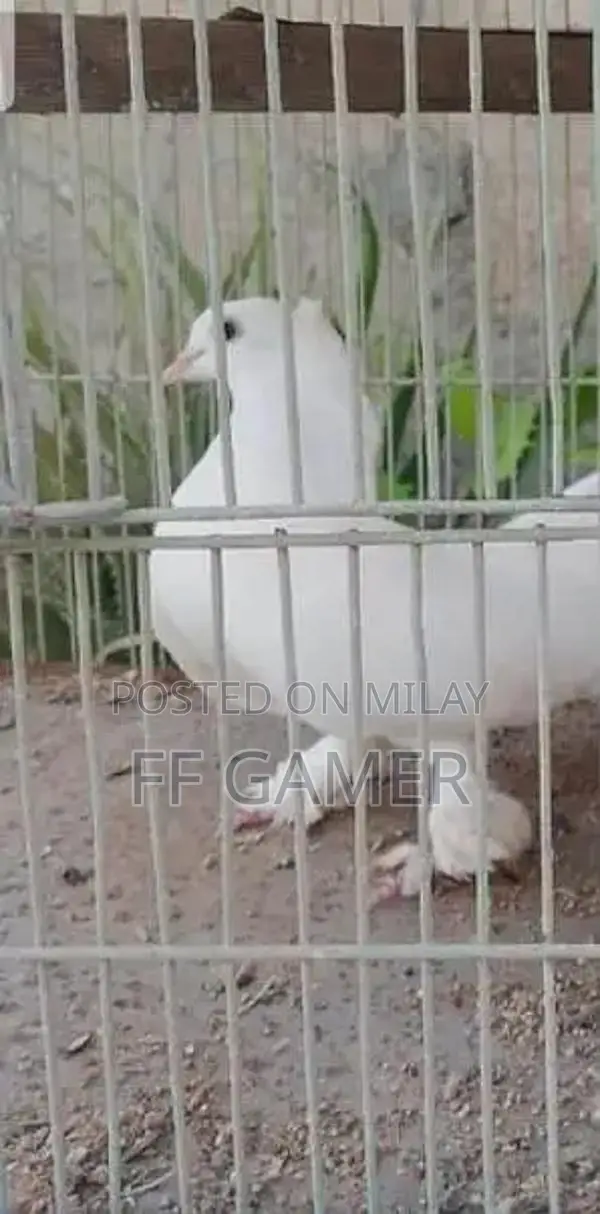 White Female Lacca Pigeon - 10 Months Old
