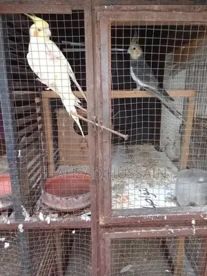 Photo - Gray Cocktail Parrot Breeding Pair - Male and Female