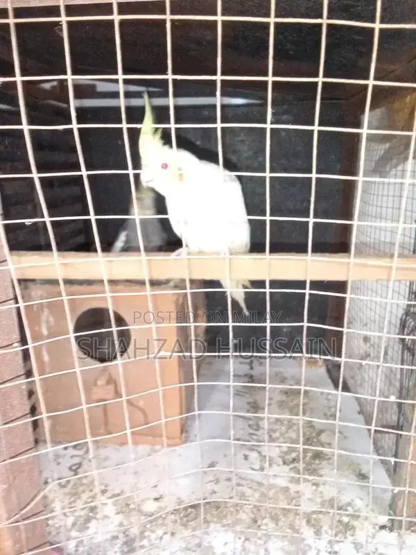 Gray Cocktail Parrot Breeding Pair - Male and Female