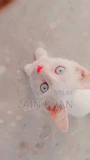 Photo - Turkish Angora Cat: Loving, Playful, and Sociable Pet Companion