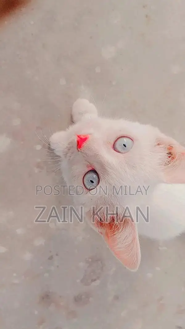 Turkish Angora Cat: Loving, Playful, and Sociable Pet Companion