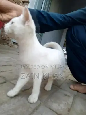 Turkish Angora Cat: Loving, Playful, and Sociable Pet Companion