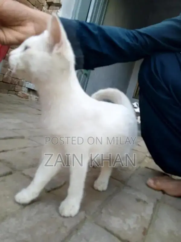 Turkish Angora Cat: Loving, Playful, and Sociable Pet Companion