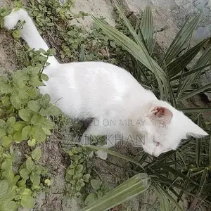 Turkish Angora Cat: Loving, Playful, and Sociable Pet Companion