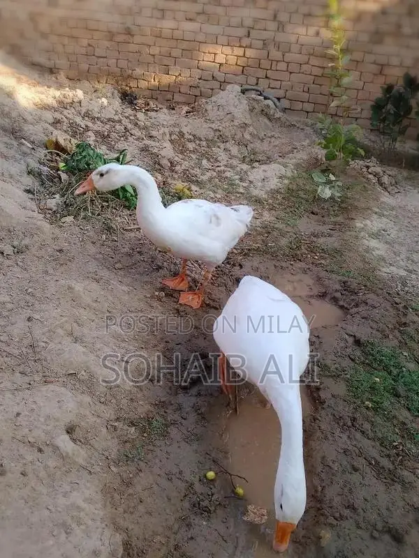 Large Domestic Duck Breeding Pair