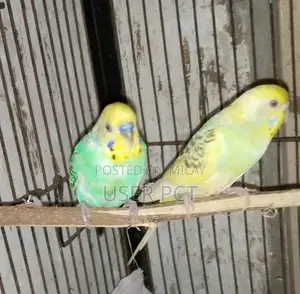 Photo - Black Wing Budgie Breeder Pair - Healthy and Productive