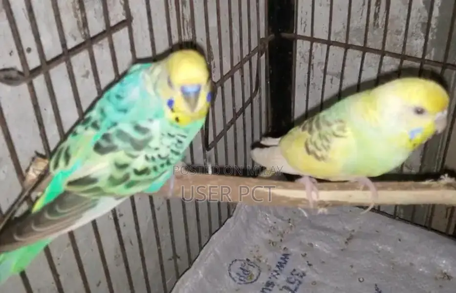 Black Wing Budgie Breeder Pair - Healthy and Productive