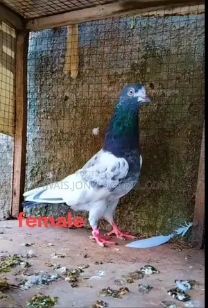 Original Female Teddy Companion Soft Plush Toy