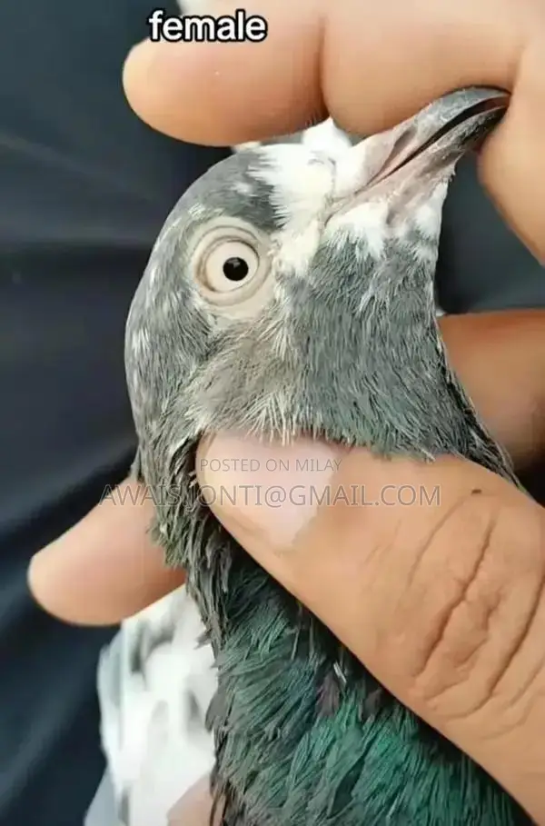 Original Female Teddy Companion Soft Plush Toy