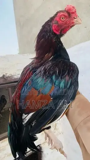 Premium Aseel Birds - High-Quality Cargo Poultry Breed