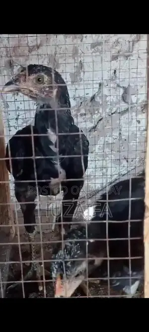 Premium Pakistani and Vietnamese Cross Breed Chicks