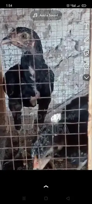 Premium Pakistani and Vietnamese Cross Breed Chicks