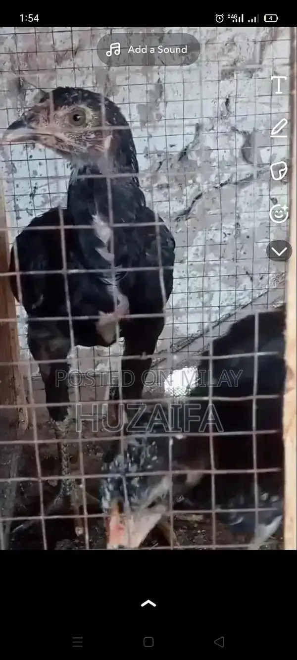 Premium Pakistani and Vietnamese Cross Breed Chicks