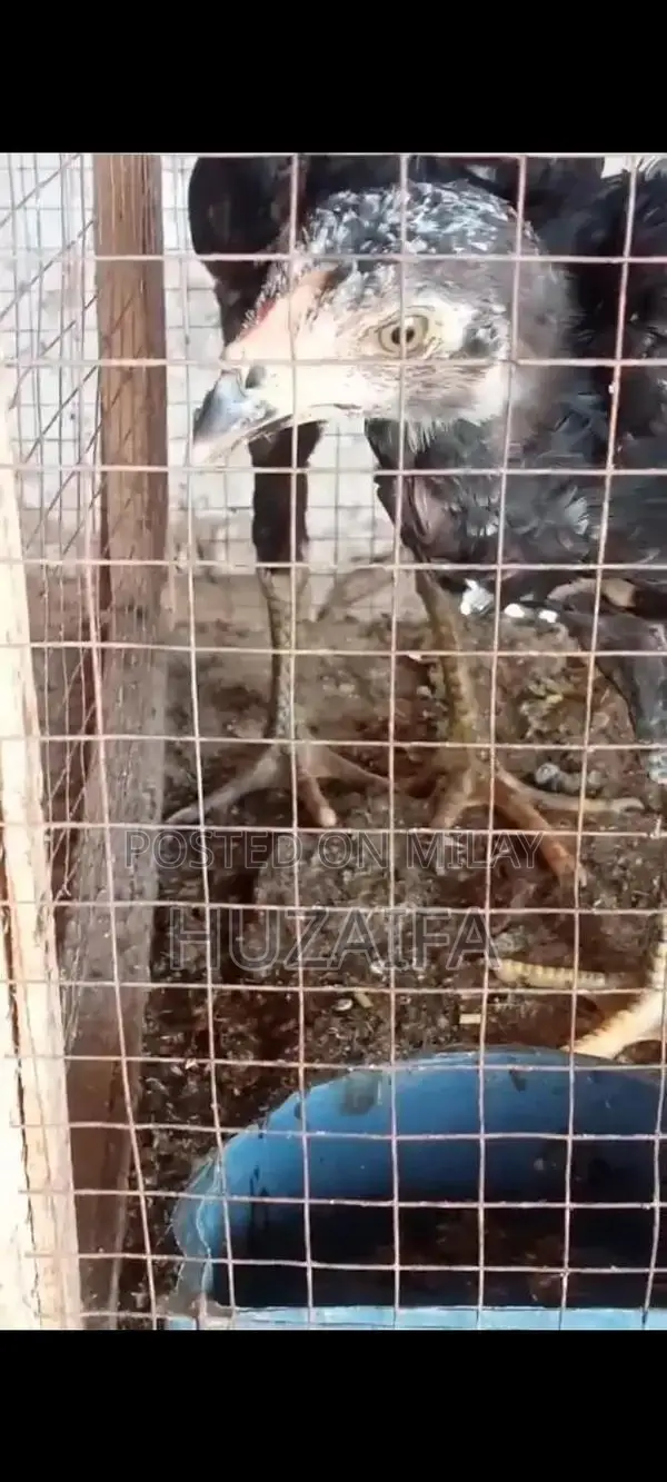 Premium Pakistani and Vietnamese Cross Breed Chicks