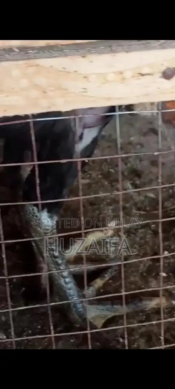 Premium Pakistani and Vietnamese Cross Breed Chicks