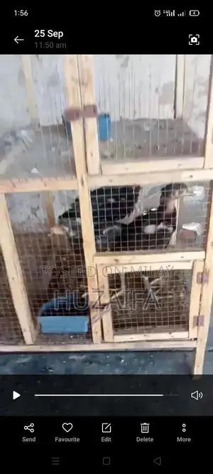 Premium Pakistani and Vietnamese Cross Breed Chicks