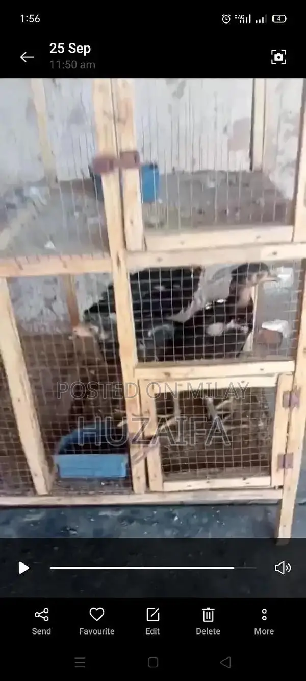 Premium Pakistani and Vietnamese Cross Breed Chicks