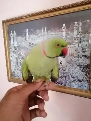 Talking Parrot Pet: Multilingual Mimic Bird