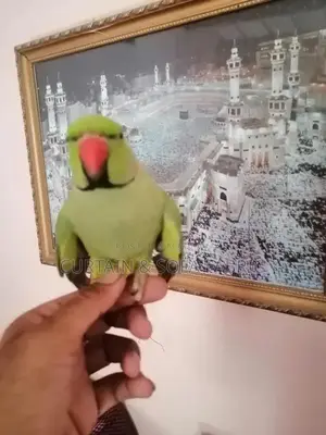 Talking Parrot Pet: Multilingual Mimic Bird