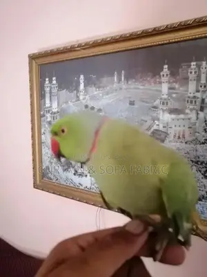 Talking Parrot Pet: Multilingual Mimic Bird
