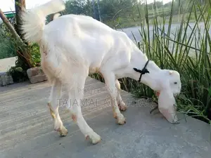 High-Quality 5-Month-Old Rajan Puri Male Goat for Livestock Farming