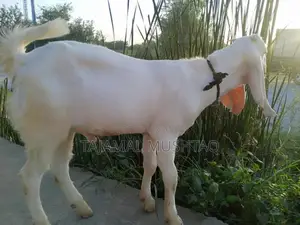 High-Quality 5-Month-Old Rajan Puri Male Goat for Livestock Farming