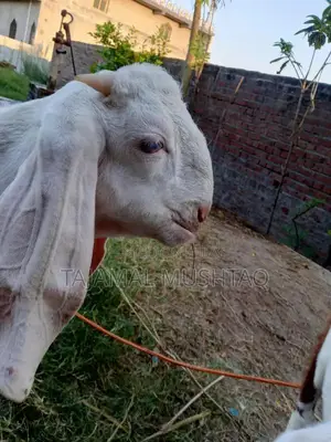 High-Quality 5-Month-Old Rajan Puri Male Goat for Livestock Farming