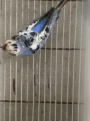 Photo - Japanese Hagoromo Mix Crested Pigeon Pair Exotic Bird Specimen