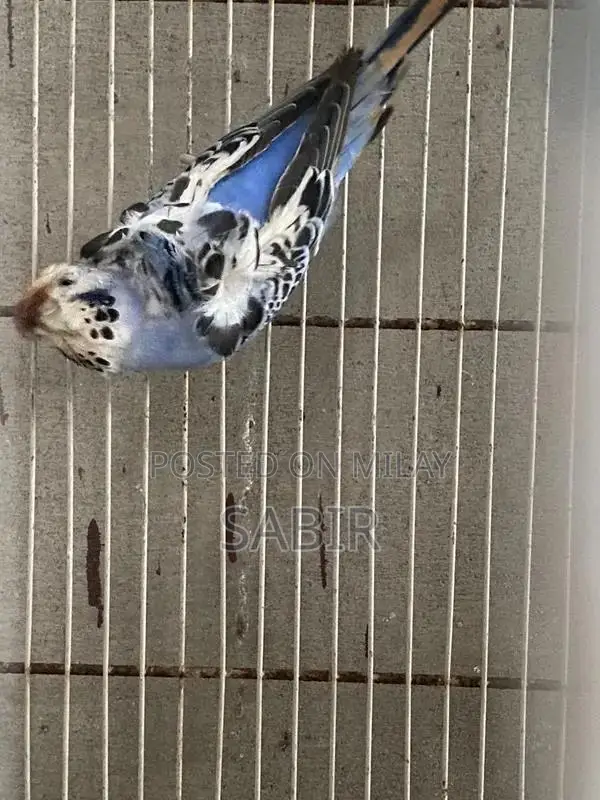 Japanese Hagoromo Mix Crested Pigeon Pair Exotic Bird Specimen