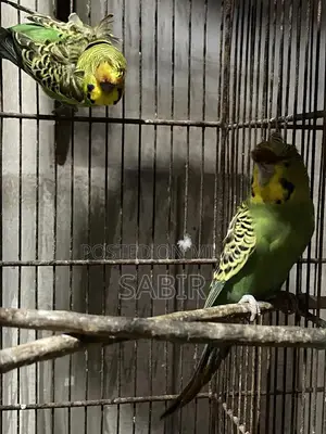 Japanese Hagoromo Mix Crested Pigeon Pair Exotic Bird Specimen