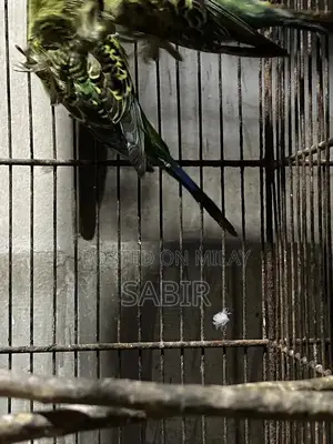 Japanese Hagoromo Mix Crested Pigeon Pair Exotic Bird Specimen