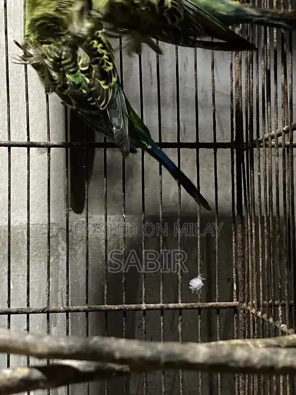 Japanese Hagoromo Mix Crested Pigeon Pair Exotic Bird Specimen