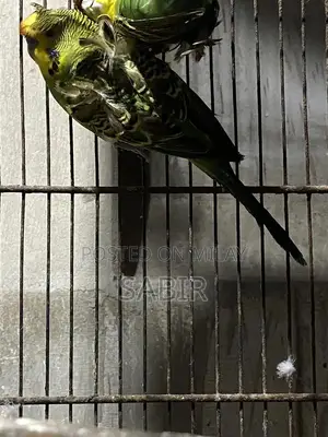 Japanese Hagoromo Mix Crested Pigeon Pair Exotic Bird Specimen