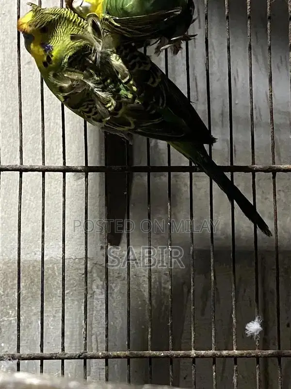 Japanese Hagoromo Mix Crested Pigeon Pair Exotic Bird Specimen
