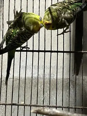 Japanese Hagoromo Mix Crested Pigeon Pair Exotic Bird Specimen