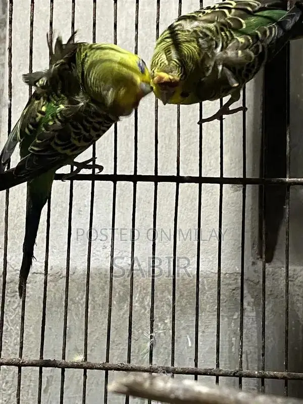 Japanese Hagoromo Mix Crested Pigeon Pair Exotic Bird Specimen