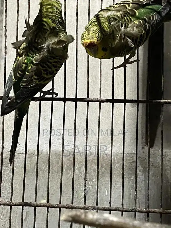 Japanese Hagoromo Mix Crested Pigeon Pair Exotic Bird Specimen