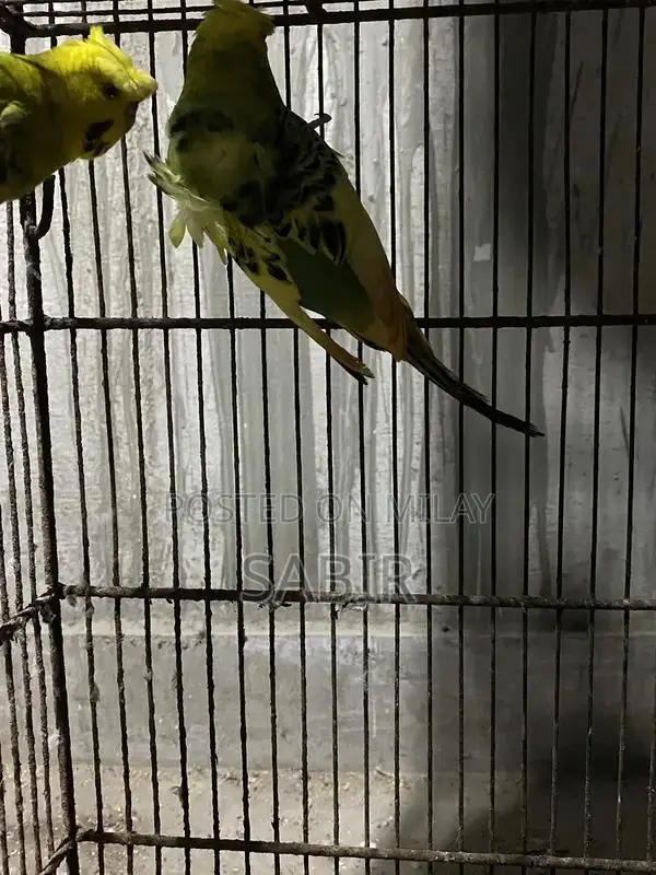 Japanese Hagoromo Mix Crested Pigeon Pair Exotic Bird Specimen