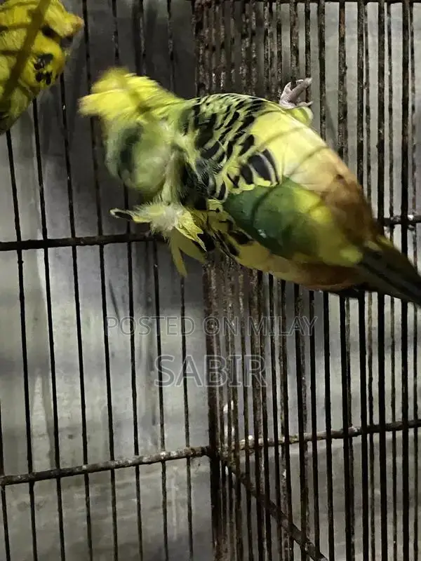 Japanese Hagoromo Mix Crested Pigeon Pair Exotic Bird Specimen