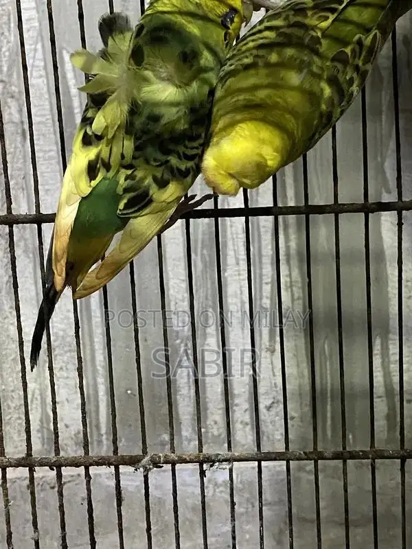 Japanese Hagoromo Mix Crested Pigeon Pair Exotic Bird Specimen