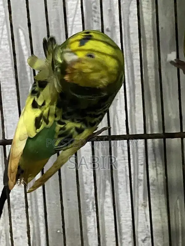 Japanese Hagoromo Mix Crested Pigeon Pair Exotic Bird Specimen