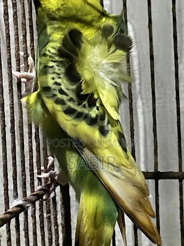 Japanese Hagoromo Mix Crested Pigeon Pair Exotic Bird Specimen