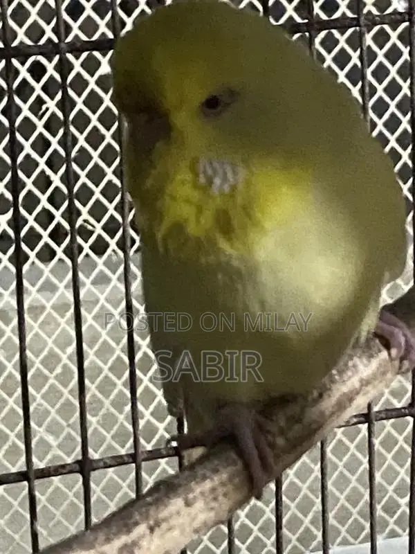 Japanese Hagoromo Mix Crested Pigeon Pair Exotic Bird Specimen