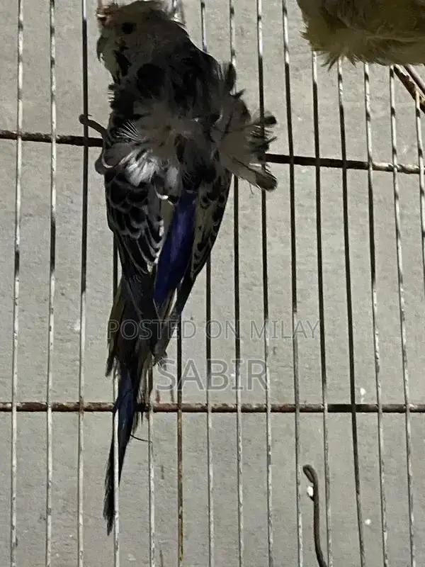 Japanese Hagoromo Mix Crested Pigeon Pair Exotic Bird Specimen
