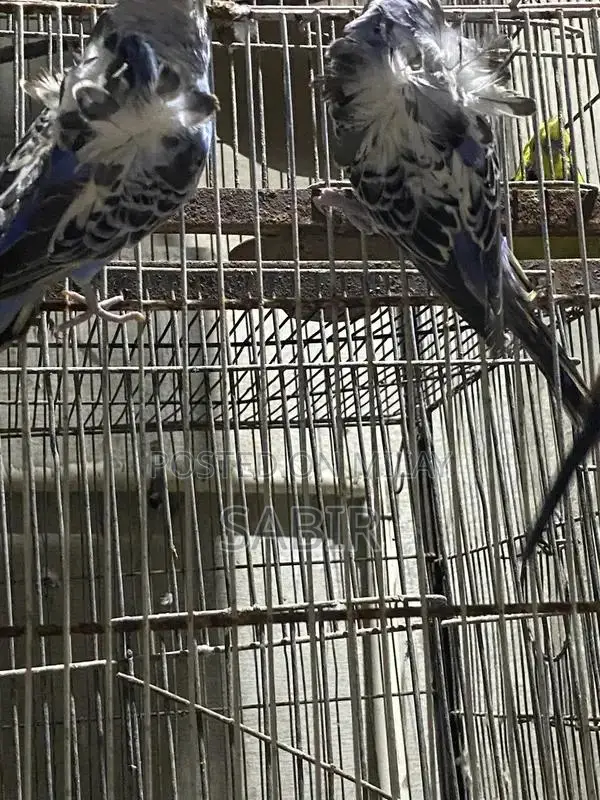 Japanese Hagoromo Mix Crested Pigeon Pair Exotic Bird Specimen