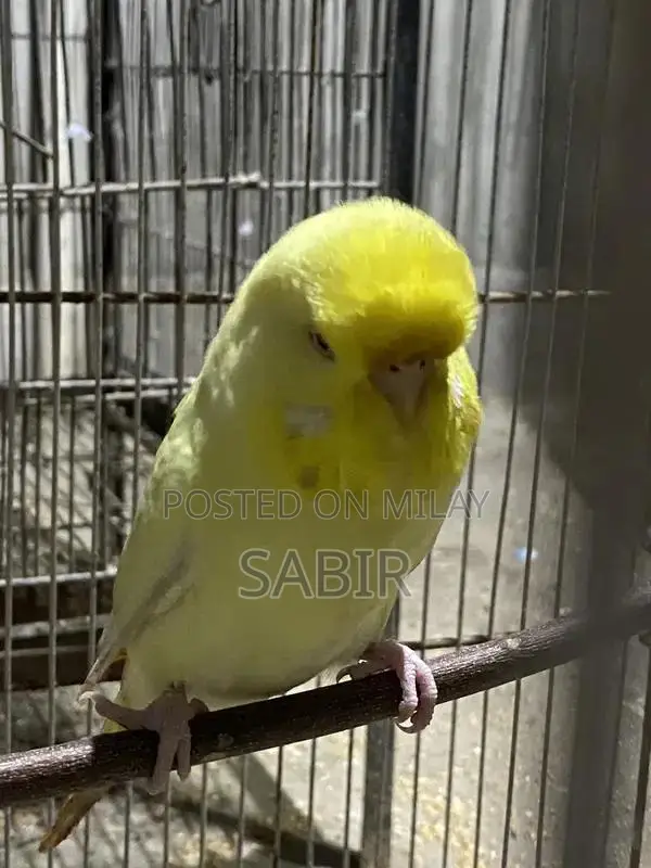 Japanese Hagoromo Mix Crested Pigeon Pair Exotic Bird Specimen