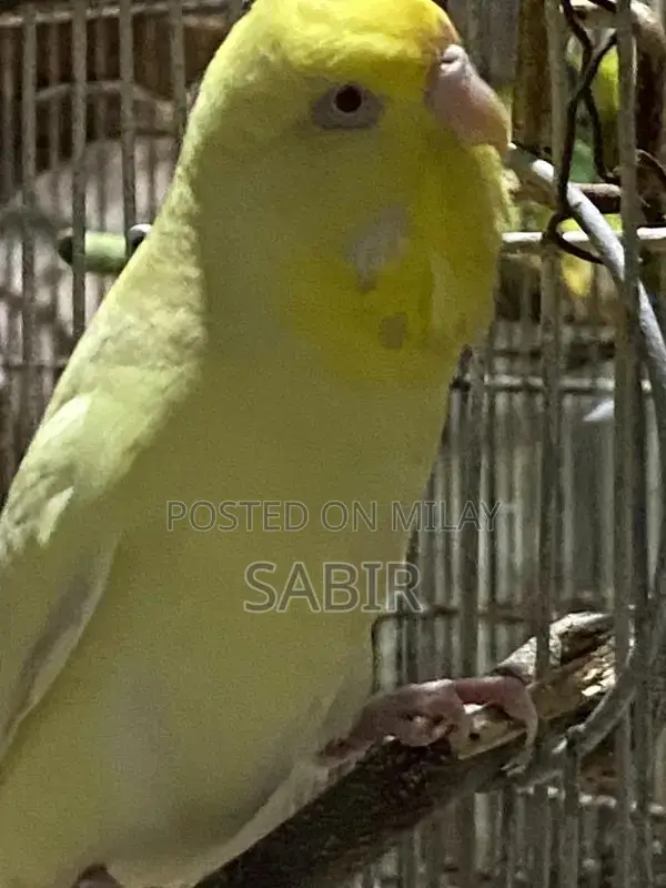 Japanese Hagoromo Mix Crested Pigeon Pair Exotic Bird Specimen