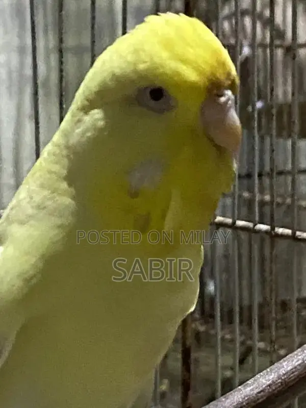 Japanese Hagoromo Mix Crested Pigeon Pair Exotic Bird Specimen