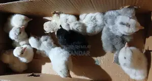 Bantam and Japanese Chicks - Blue, Silver, and Black Varieties